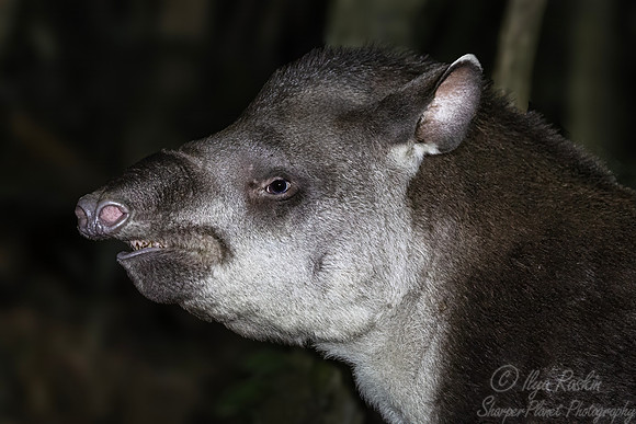 162 South American or Brazilina tapir (Tapirus terrestris) - Brazil Atlantic forest
