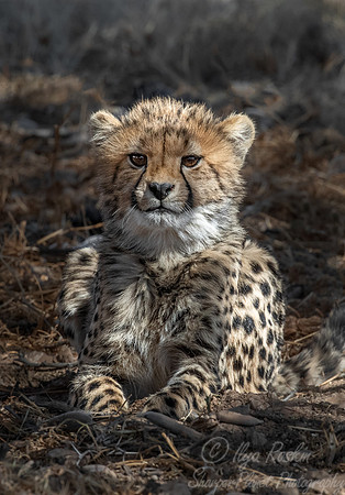 204 Cheetah cub (Acinonyx jubatus) - Kgalagadi Transfrontier Park SA