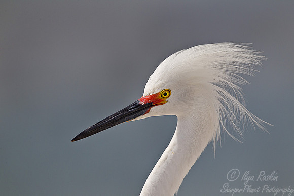 179 Snowy Egret (Egretta thula) FL