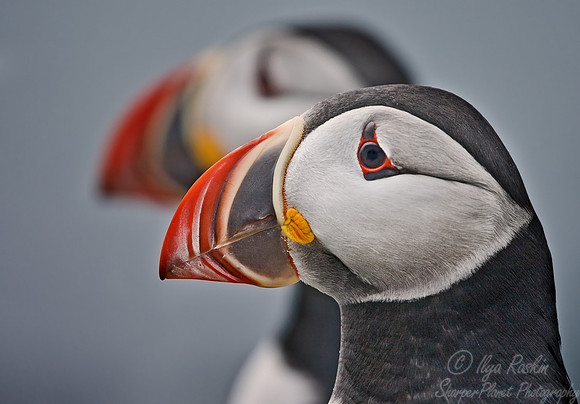 029 Atlantic Puffins - Canada