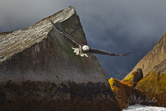004 Bald Eagle (Haliaeetus leucocephalus) - AK