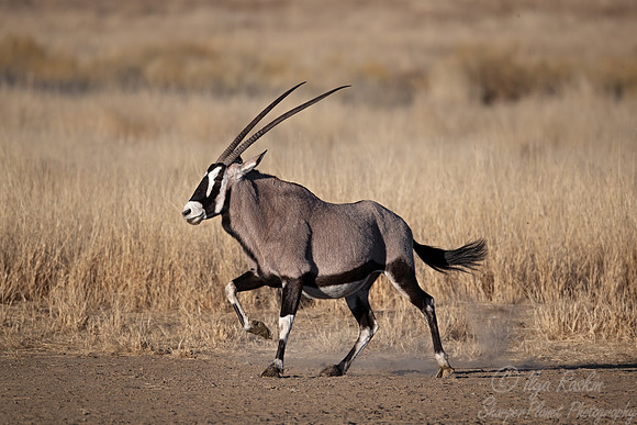 350 East African Oryx or Gamsbok (Oryx gazella) - Kgalagadi Transfrontier Park SA