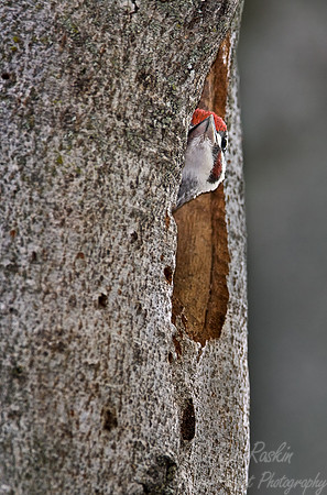 027 Pileated Woodpecker - MI