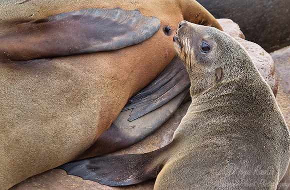 041 Brown Fur Seals (Arctocephalus pusillus) - Namibia