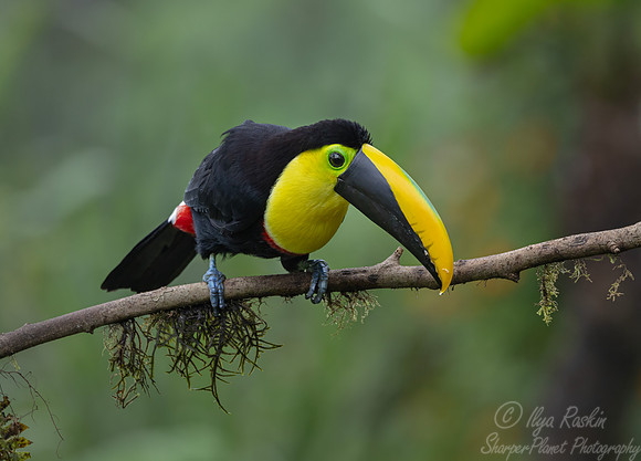 756 Choco toucan (Ramphastos brevis) - Ecuador