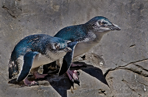 011 Little Blue Penguins_New Zealand