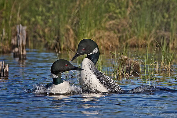 052 Common Loon - MI