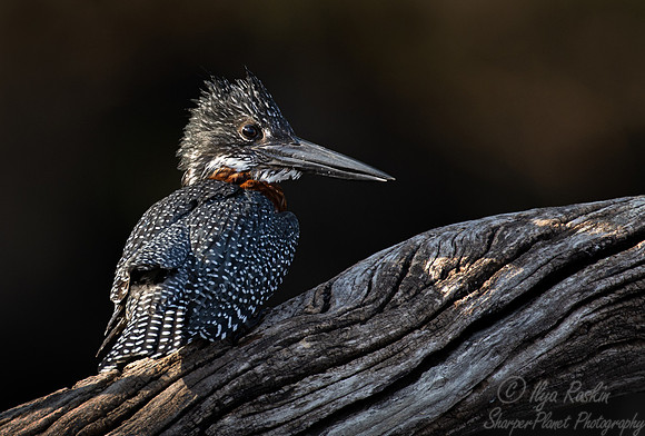203 Giant kingfisher (Megaceryle maxima) - Botswana