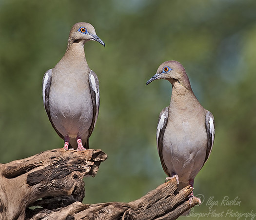 038 White-winged Dove - AZ