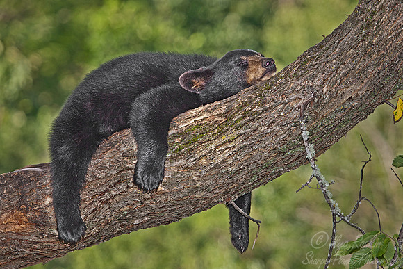 009American Black Bear (Ursus americanus)_MN