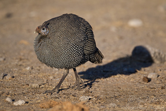 053 Helmeted Guineafowl (Numida meleagris) - Etosha Namibia