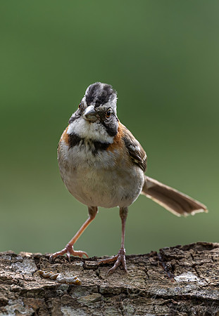 536 Rufous-collared sparrow or Andean sparrow (Zonotrichia capensis) - Colombia cloud forest