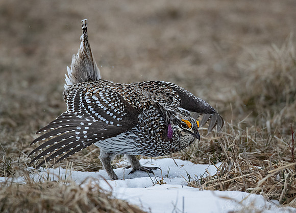 093 Sharp-tailed grouse (Tympanuchus phasianellus) - MN