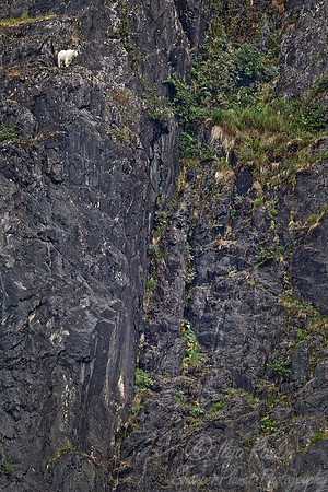 107 Mountain Goat (Oreamnos americanus) AK