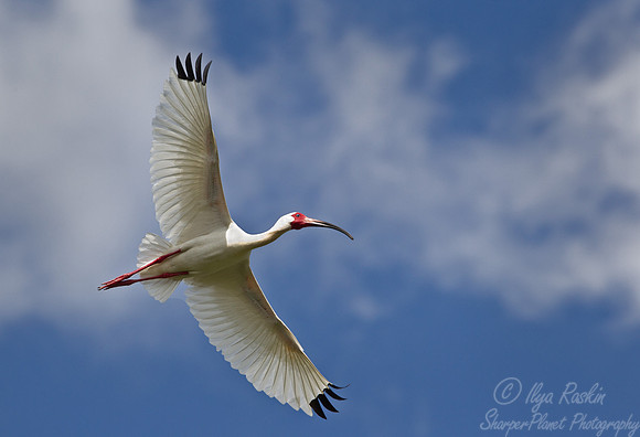 128 American White Ibis (Eudocimus albus) - LA