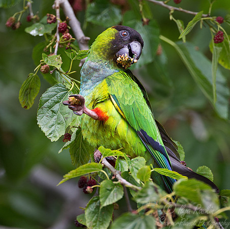 073 Black-hooded Parakeet or Nanday Parakeet (Aratinga nenday) - Argentina