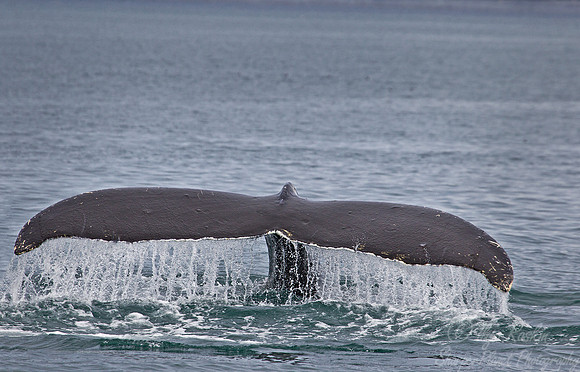 026  Humpback Whale (Megaptera novaeangliae) - AK