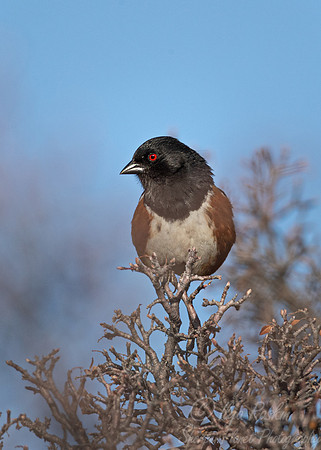 122 Spotted towhee (Pipilo maculatus) - CO
