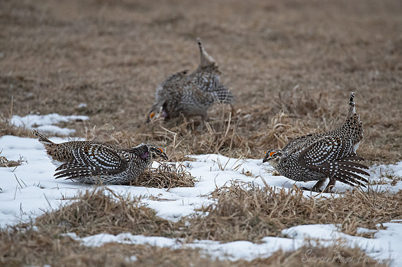 087 Sharp-tailed grouse (Tympanuchus phasianellus) - MN