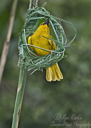 028 Cape Weaver_South Africa