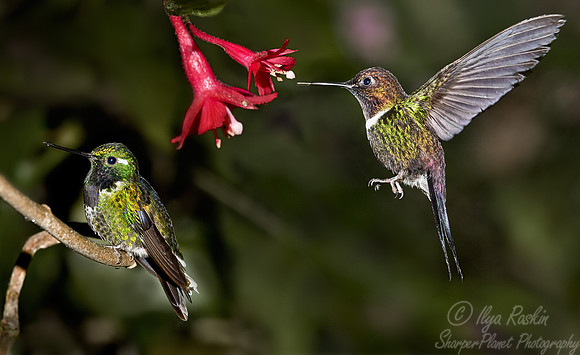 040 Gorgeted Sunangel - Ecuador