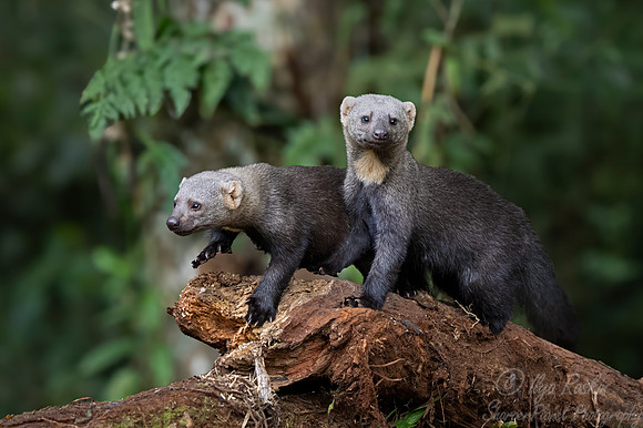 261 Tayras (Eira barbara) - Brazil Atlantic forest