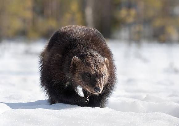 225 Wolverine (Gulo gulo) - Finland