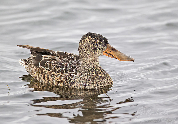 057 Northern Shoveler (Anas clypeata) FL