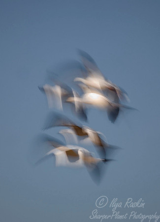 025 Snow Geese - NM