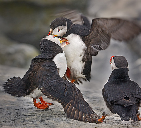 014 Atlantic Puffins (Fratercula arctica) Machias Seal Island - Canada