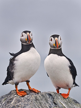 026 Atlantic Puffins - Canada
