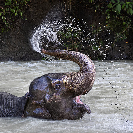 136 Asian elephant (Elephas maximus) - Sumatra Indonesia