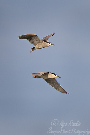 156 Black-crowned Night Herons (Nycticorax nycticorax) - Ibera Wetlands Argentina
