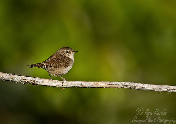 041 House Wren - MI
