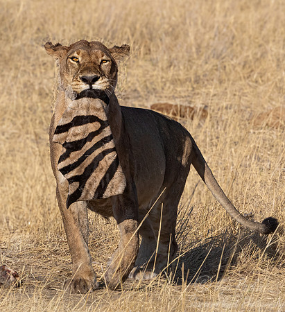 227 Lion (Panthera leo) - Botswana