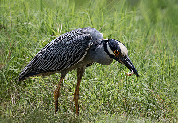 323 Yellow-crowned night heron (Nyctanassa violacea) - TX