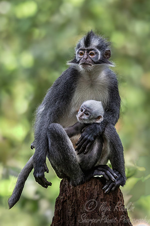231 Thomas's langur (Presbytis thomasi) - Sumatra Indonesia