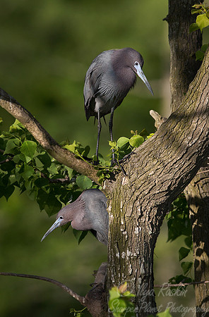 200 Little Blue Herons (Egretta caerulea) LA