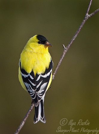 002 Gold Finch - NJ