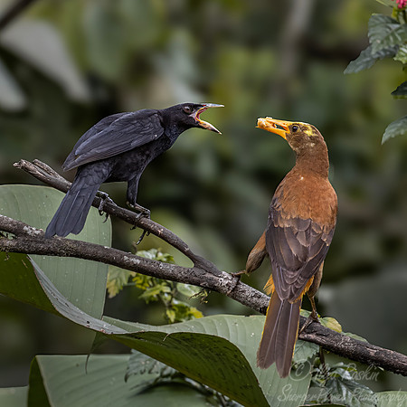 633 Russet-backed oropendola (Psarocolius angustifrons) - Ecuador