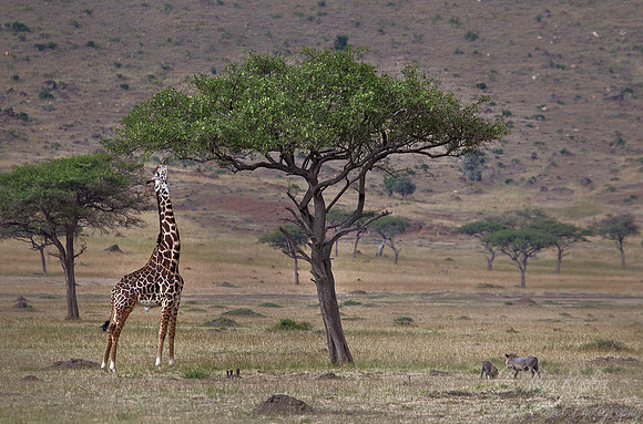 113 Giraffe (Giraffa camelopardalis) and Warthog - Masai Mara Kenya