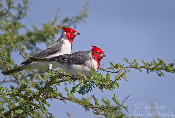 087 Red-crested Cardinals (Paroaria coronata) - Ibera Wetlands Argentina