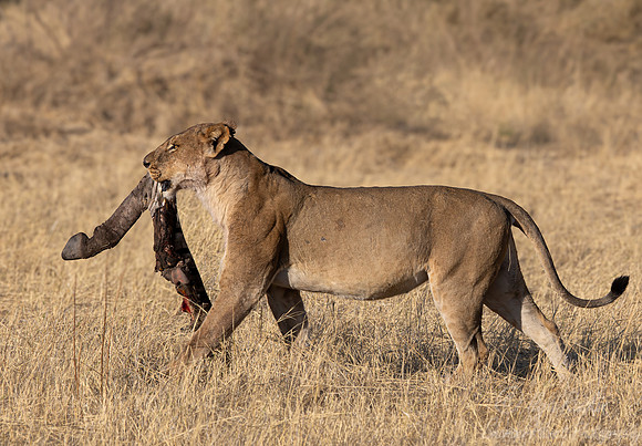 229 Lion (Panthera leo) - Botswana