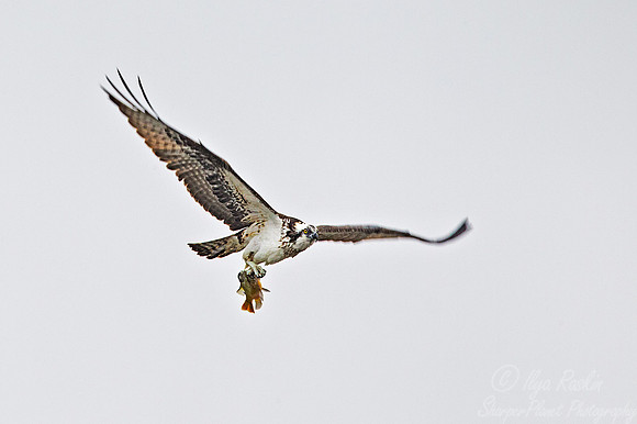 078 Osprey (Pandion haliaetus) FL