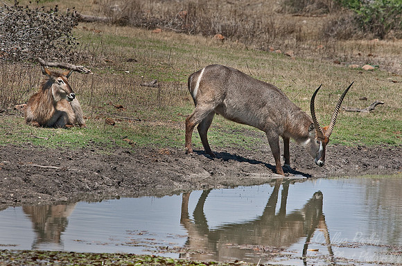 044_Waterbucks (Kobus ellipsiprymnus)_Madikwe_S Africa