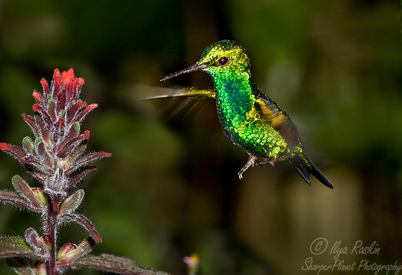 050 Western Emerald - Ecuador