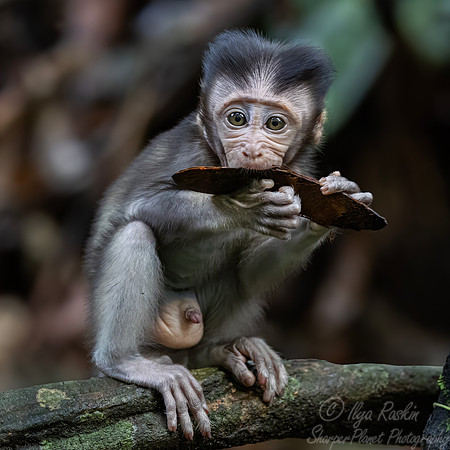 244 Crab-eating or long-tailed macaque young (Macaca fascicularis) - Sumatra Indonesia