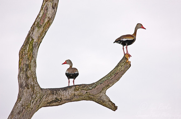 052 Black-bellied whistling ducks - Pantanal Brazil