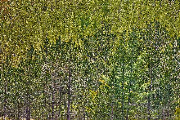 080_Northern Michigan