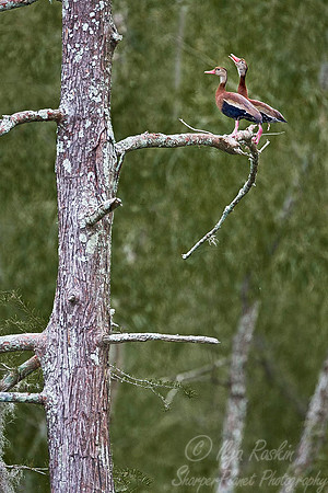 050 Black-bellied Whistling Duck - LA